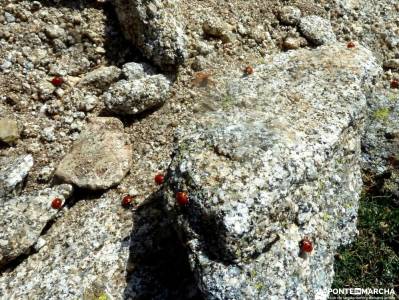 Mira,Los Galayos-Sierra de Gredos; bosque encantado urbasa valles del pirineo cerezas del jerte excu